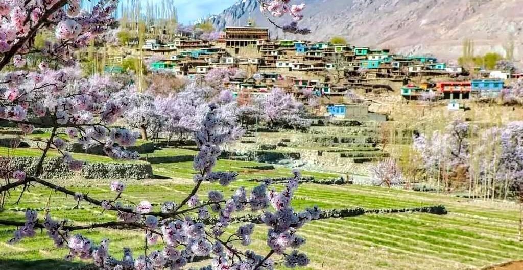 cherry blossom season in Machulu, Ghanche Palistan